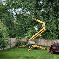 Trusted Clarinda, IA Tree Services Experts